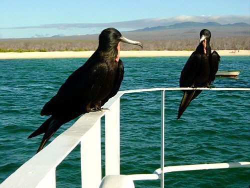 FRAGATE BIRDS